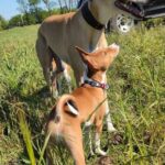 Nash-male-Basenji-puppy-for-sale-2