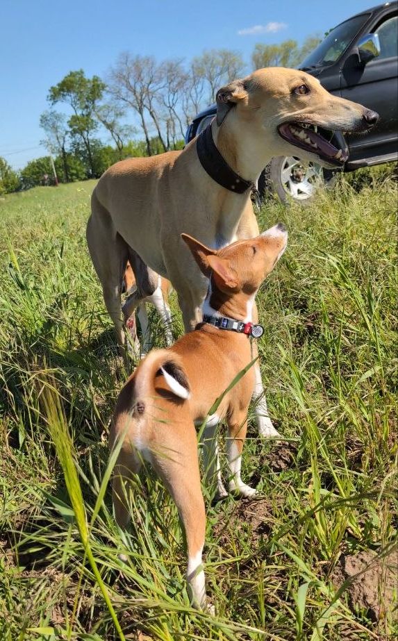 Nash Basenji Nash Basenji