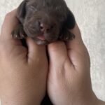 Natan-male-English-Cocker-Spaniel-puppy-for-sale-1 (2)