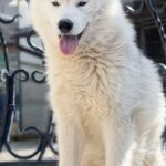 Nayz-male-Siberian-husky-puppy-for-sale-1