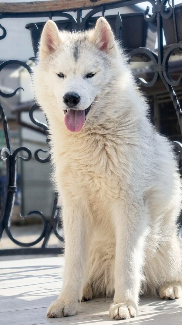 Nayz Siberian Husky Nayz Siberian Husky