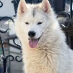 Nayz-male-Siberian-husky-puppy-for-sale-2