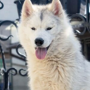 Nayz Siberian Husky Nayz Siberian Husky