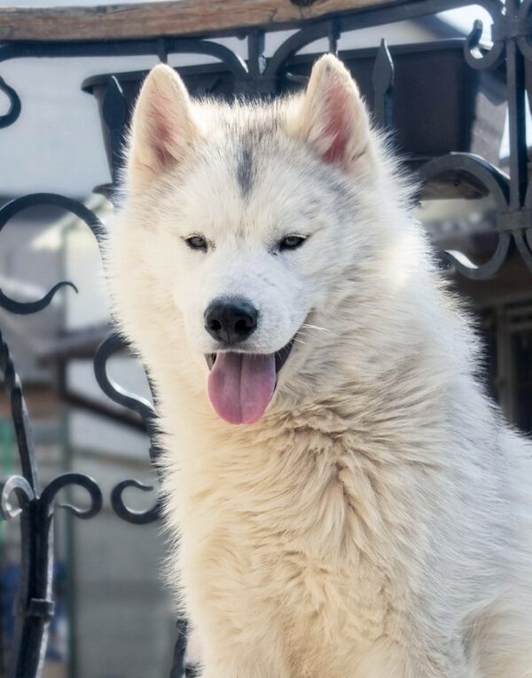 Nayz Siberian Husky Nayz Siberian Husky