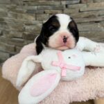 Nazzar-male-Cavaler-puppy-for-sale-1