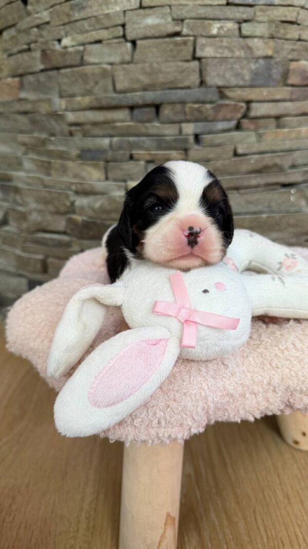 Nazzar Cavalier King Charles Spaniel Nazzar Cavalier King Charles Spaniel