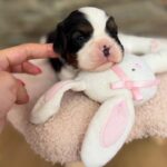 Nazzar-male-Cavaler-puppy-for-sale-2