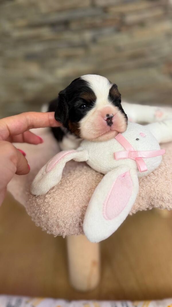 Nazzar Cavalier King Charles Spaniel Nazzar Cavalier King Charles Spaniel
