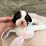 Nazzar-male-Cavaler-puppy-for-sale-3