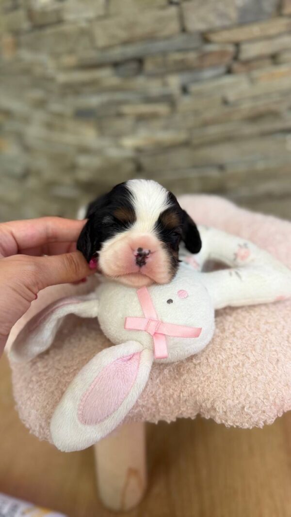 Nazzar Cavalier King Charles Spaniel Nazzar Cavalier King Charles Spaniel