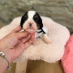 Nazzar-male-Cavaler-puppy-for-sale-4