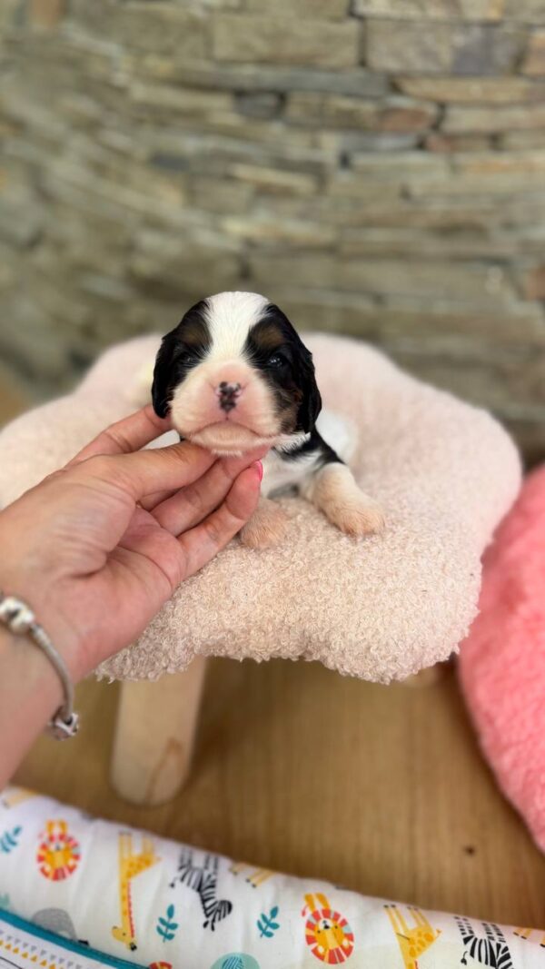 Nazzar Cavalier King Charles Spaniel Nazzar Cavalier King Charles Spaniel