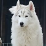 Nero-male-Siberian-husky-puppy-for-sale-1