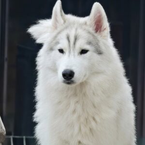 Nero Siberian Husky Nero Siberian Husky