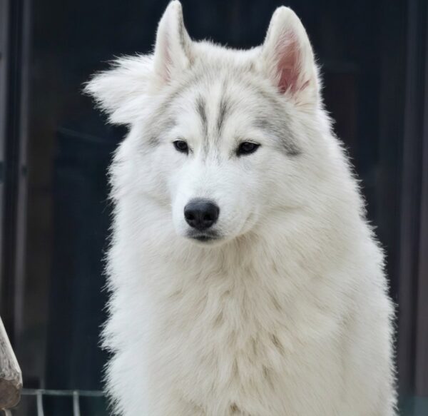 Nero Siberian Husky Nero Siberian Husky