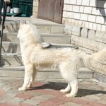 Nero-male-Siberian-husky-puppy-for-sale-2