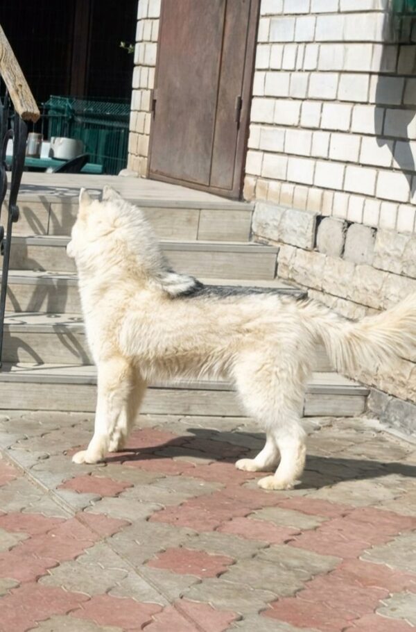 Nero Siberian Husky Nero Siberian Husky