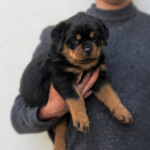Nightfall-male-Rottweilerхpuppy-for-sale-1