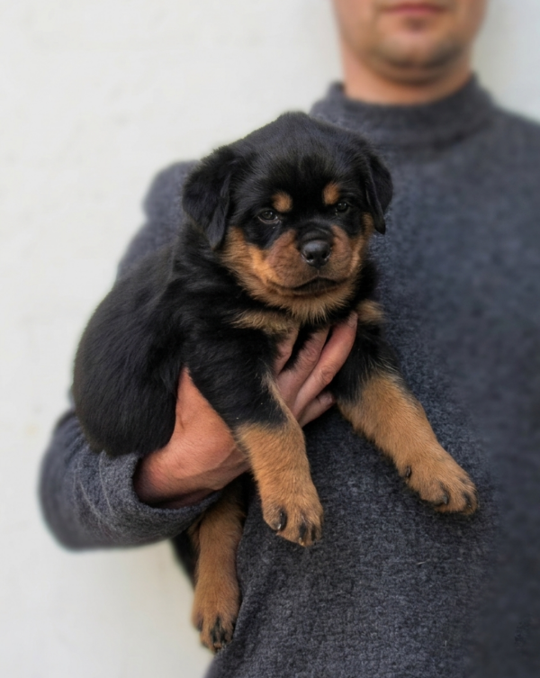 Nightfall Rottweiler Nightfall Rottweiler