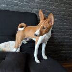 Nikky-male-Basenji-puppy-for-sale-1
