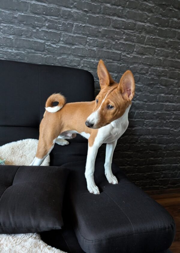 Nikky Basenji Nikky Basenji