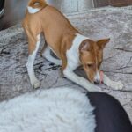 Nikky-male-Basenji-puppy-for-sale-2