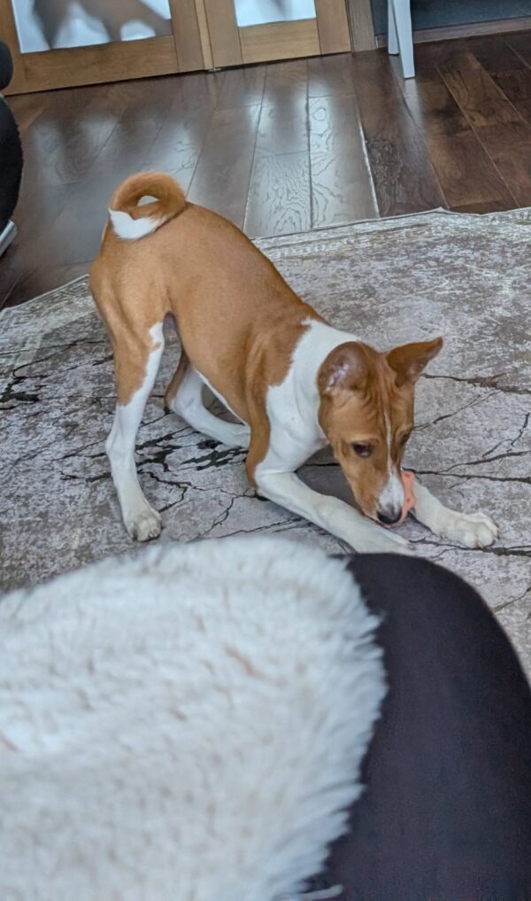 Nikky Basenji Nikky Basenji