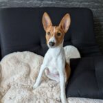 Nikky-male-Basenji-puppy-for-sale-3