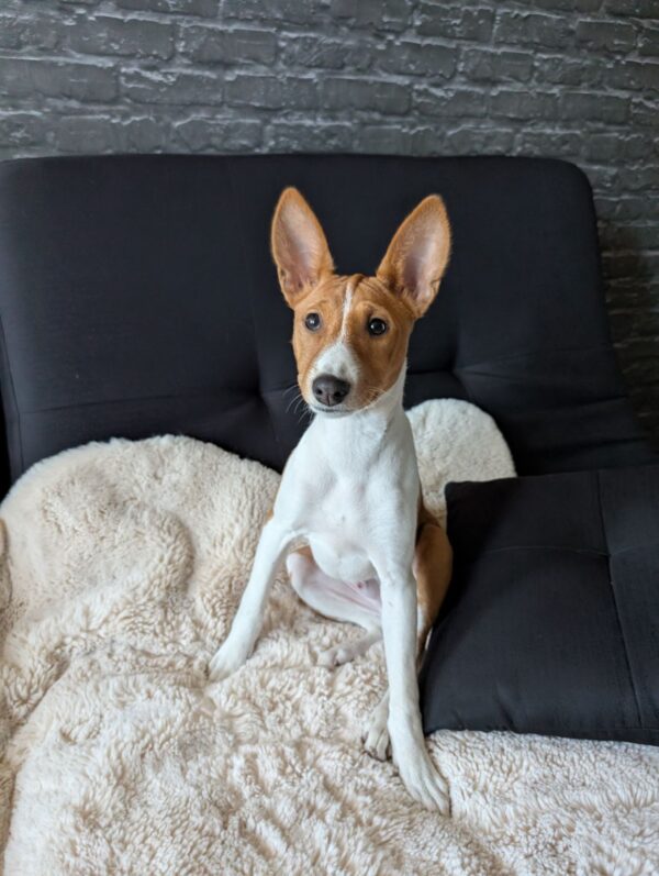 Nikky Basenji Nikky Basenji