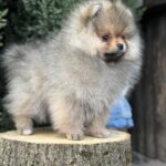 Nitra-female-pomeranian-puppy-for-sale-1 (1)