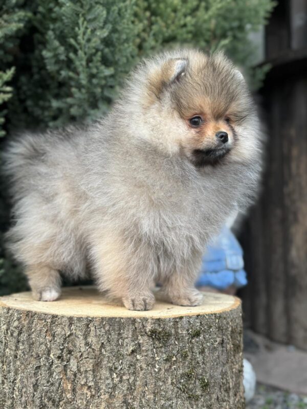 Nitra Pomeranian Nitra Pomeranian