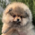 Nitra-female-pomeranian-puppy-for-sale-1 (2)
