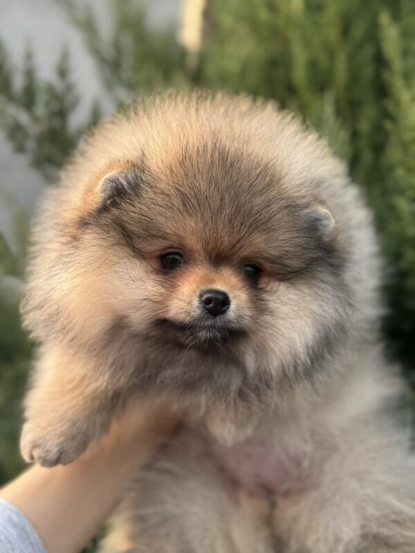 Nitra Pomeranian Nitra Pomeranian
