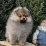 Nitra-female-pomeranian-puppy-for-sale-1 (3)
