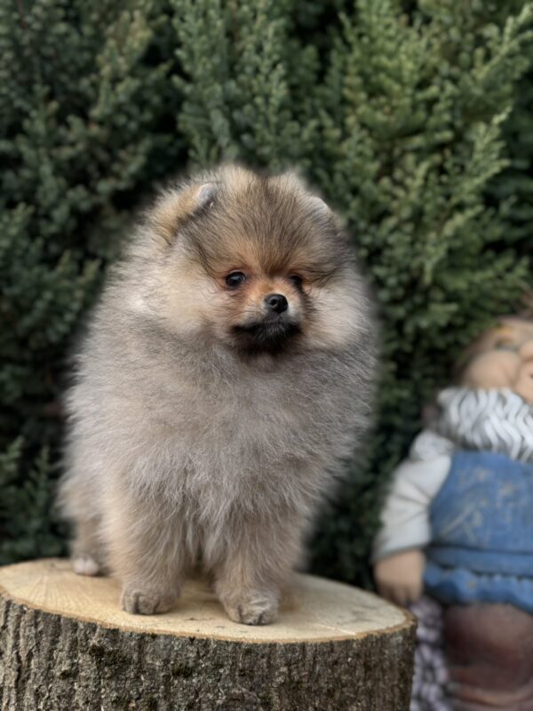 Nitra Pomeranian Nitra Pomeranian