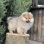 Nitra-female-pomeranian-puppy-for-sale-1 (4)