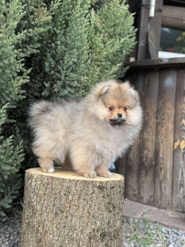 Nitra Pomeranian Nitra Pomeranian