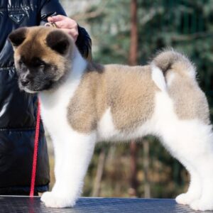 Nolla American Akita Nolla American Akita