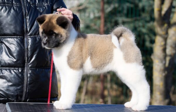 Nolla American Akita Nolla American Akita