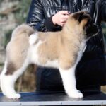 Nolla-female-American-Akita-puppy-for-sale-2