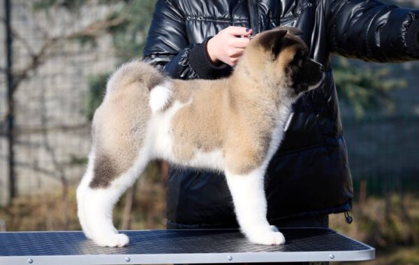 Nolla American Akita Nolla American Akita
