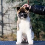 Nolla-female-American-Akita-puppy-for-sale-3