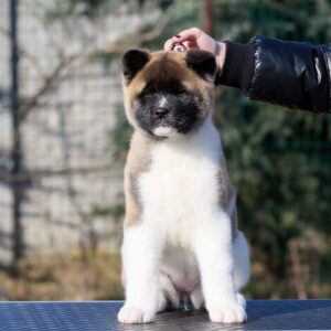 Nolla American Akita Nolla American Akita