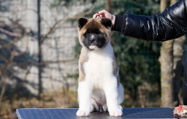 Nolla American Akita Nolla American Akita