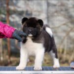 Nova-female-American-Akita-puppy-for-sale-1