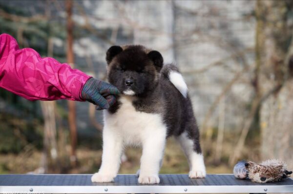 Nova American Akita Nova American Akita