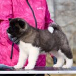 Nova-female-American-Akita-puppy-for-sale-2