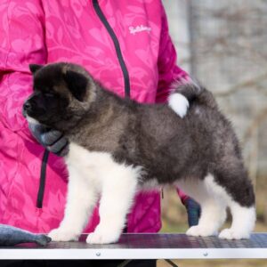 Nova American Akita Nova American Akita