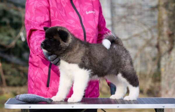 Nova American Akita Nova American Akita