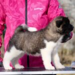 Nova-female-American-Akita-puppy-for-sale-3